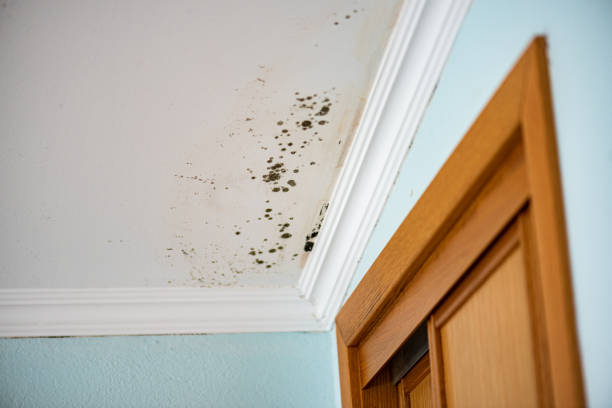 Best Local Mold Removal Service  in Jarrell, TX