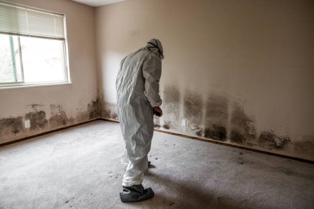 Best Mold Damage Repair  in Jarrell, TX